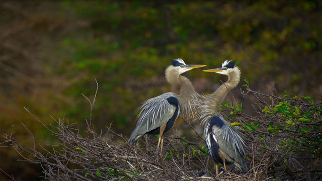 「オオアオサギ」米国, フロリダ州