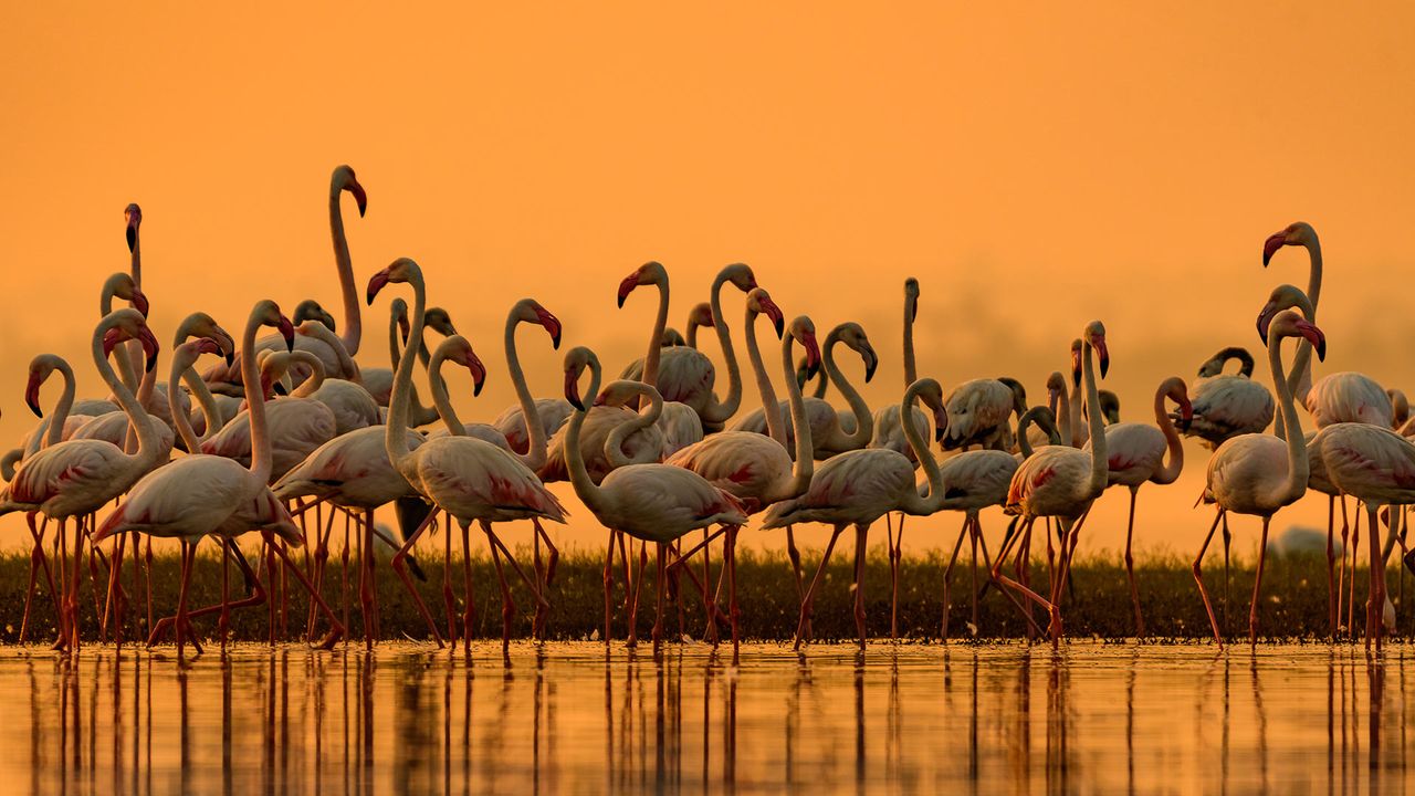 Greater flamingos migrate to fresh water in India