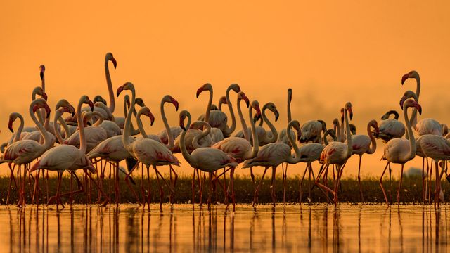 Greater flamingos, India