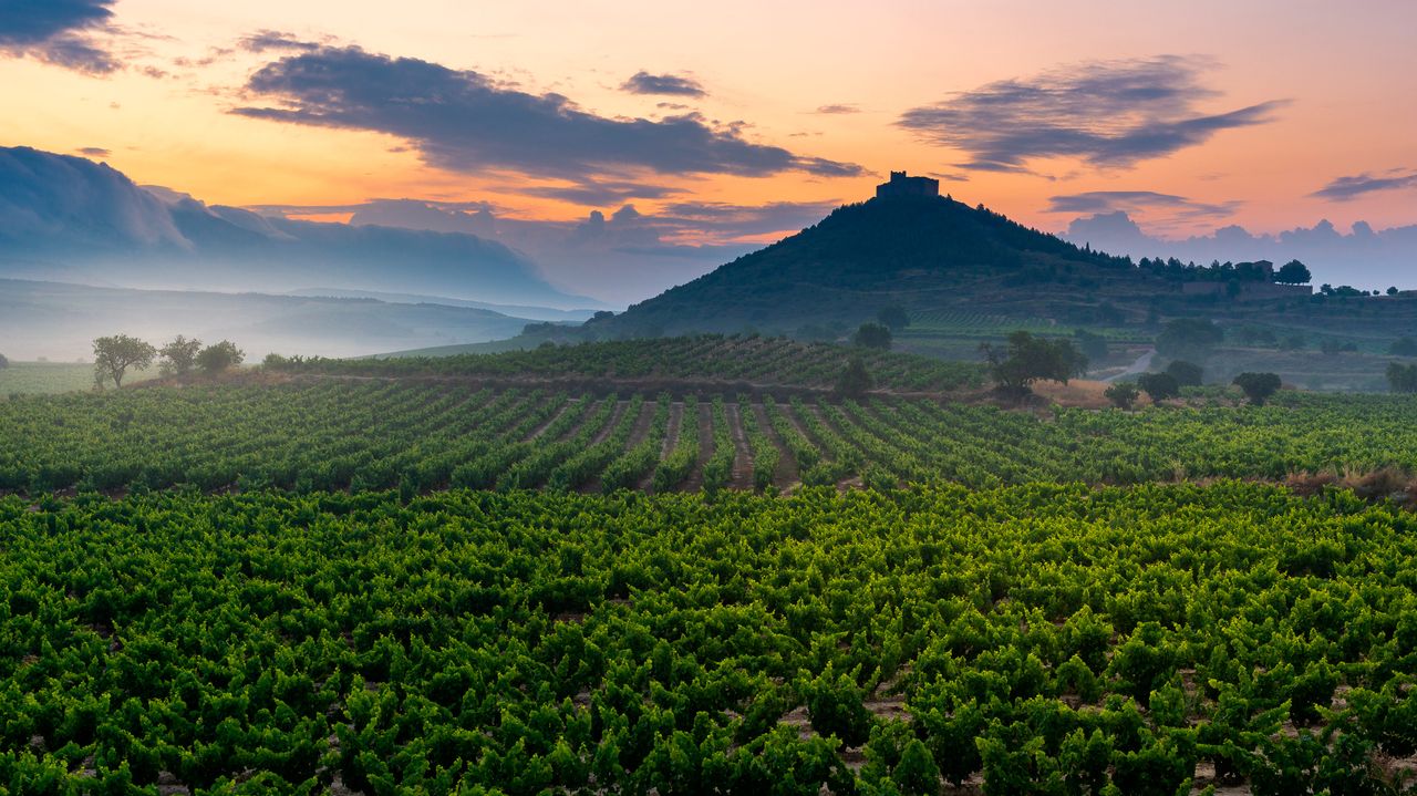 Viñedo con el castillo de Davalillo de fondo al amanecer en San Asensio, La Rioja, España