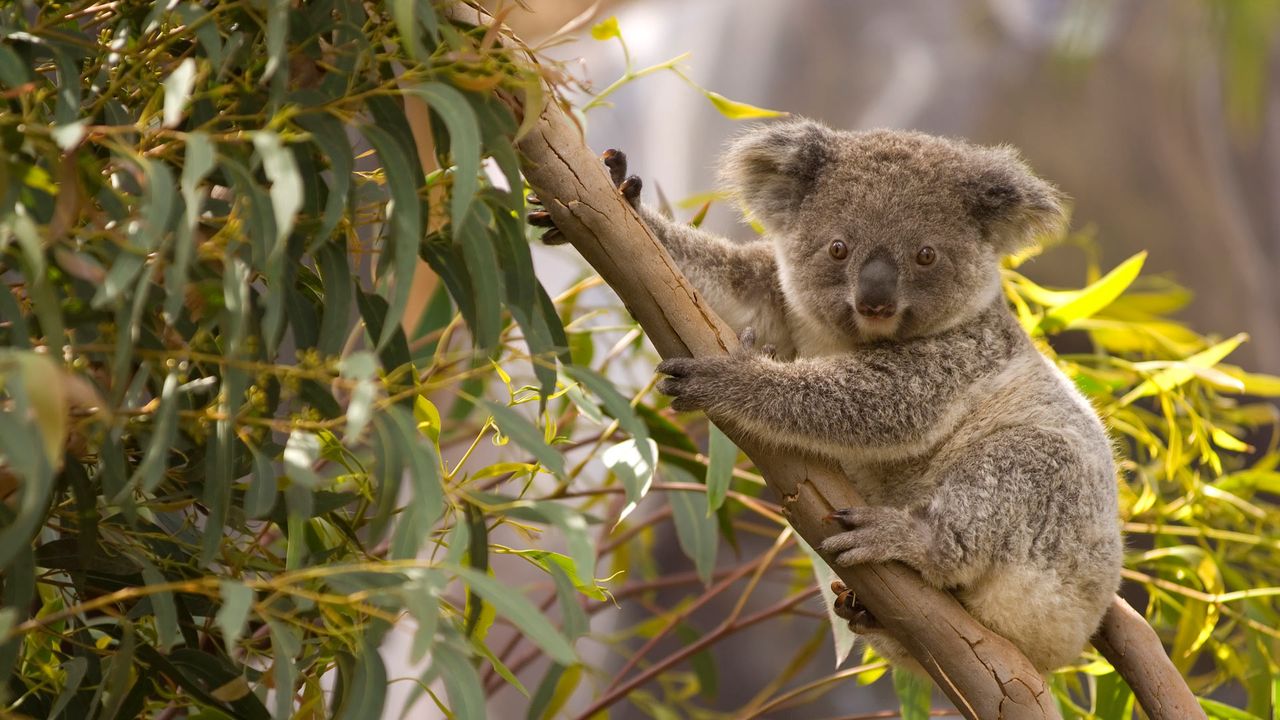 An Australian koala perched in a gum tree overlooking the scenery