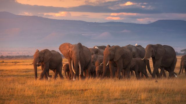 アフリカゾウの群れ, ケニア