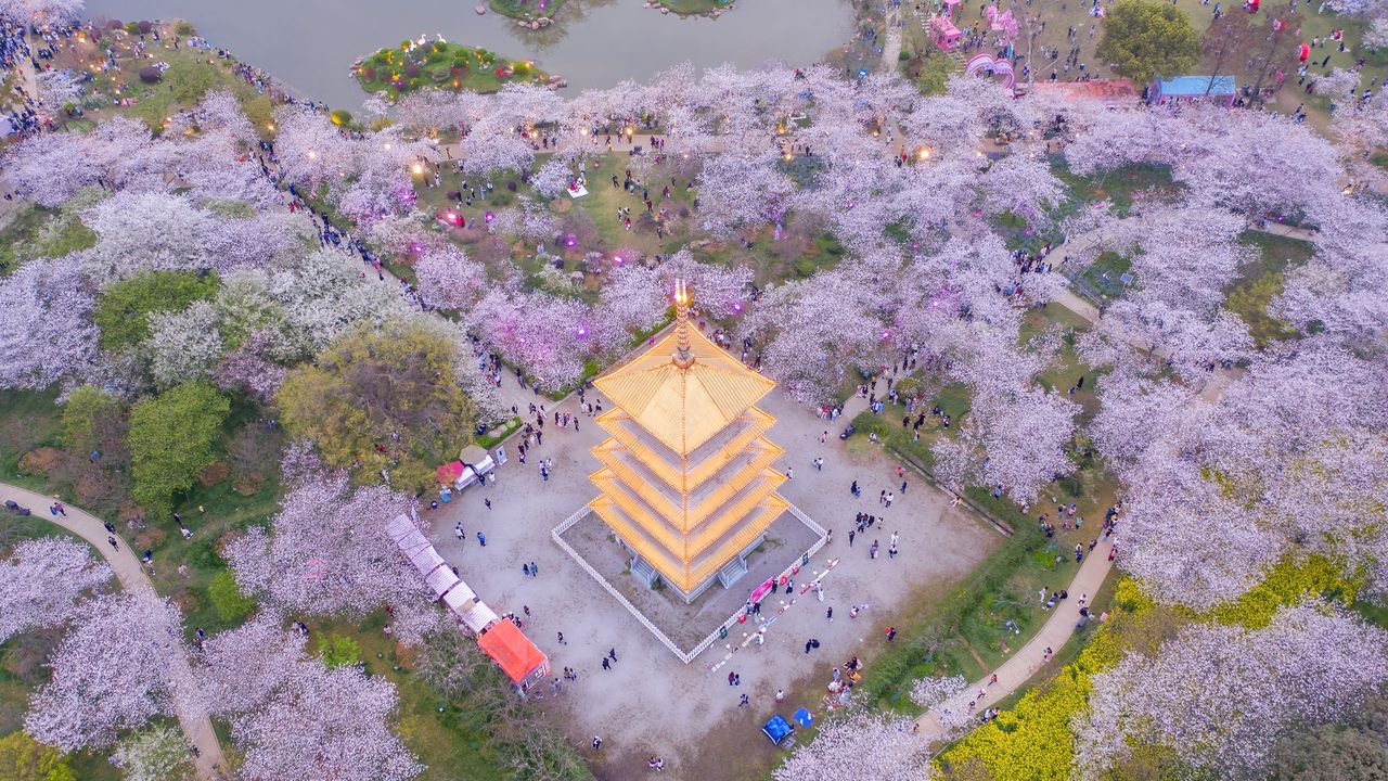 Fiori di ciliegio, Parco dei Fiori di Ciliegio del Lago Orientale, Wuhan, Cina