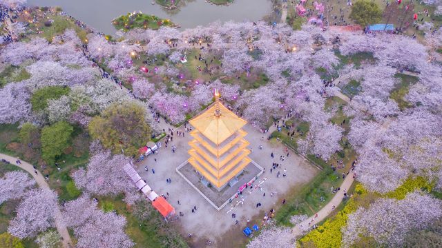 Cherry blossoms at East Lake Cherry Blossom Park, Wuhan, China
