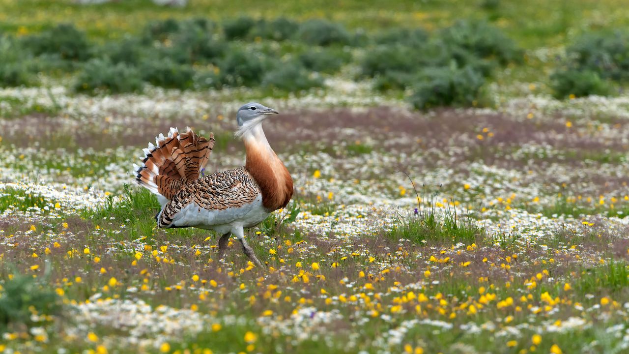 Avutarda común caminando por el prado, Extremadura, España