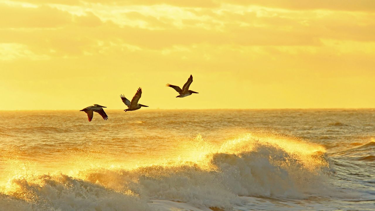 Three pelicans flying ocean waves golden hour