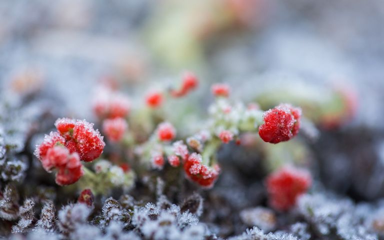 Frosty Art Windows 10 Theme