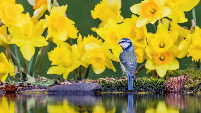 A blue tit amongst daffodils on St David's Day in Wales, UK