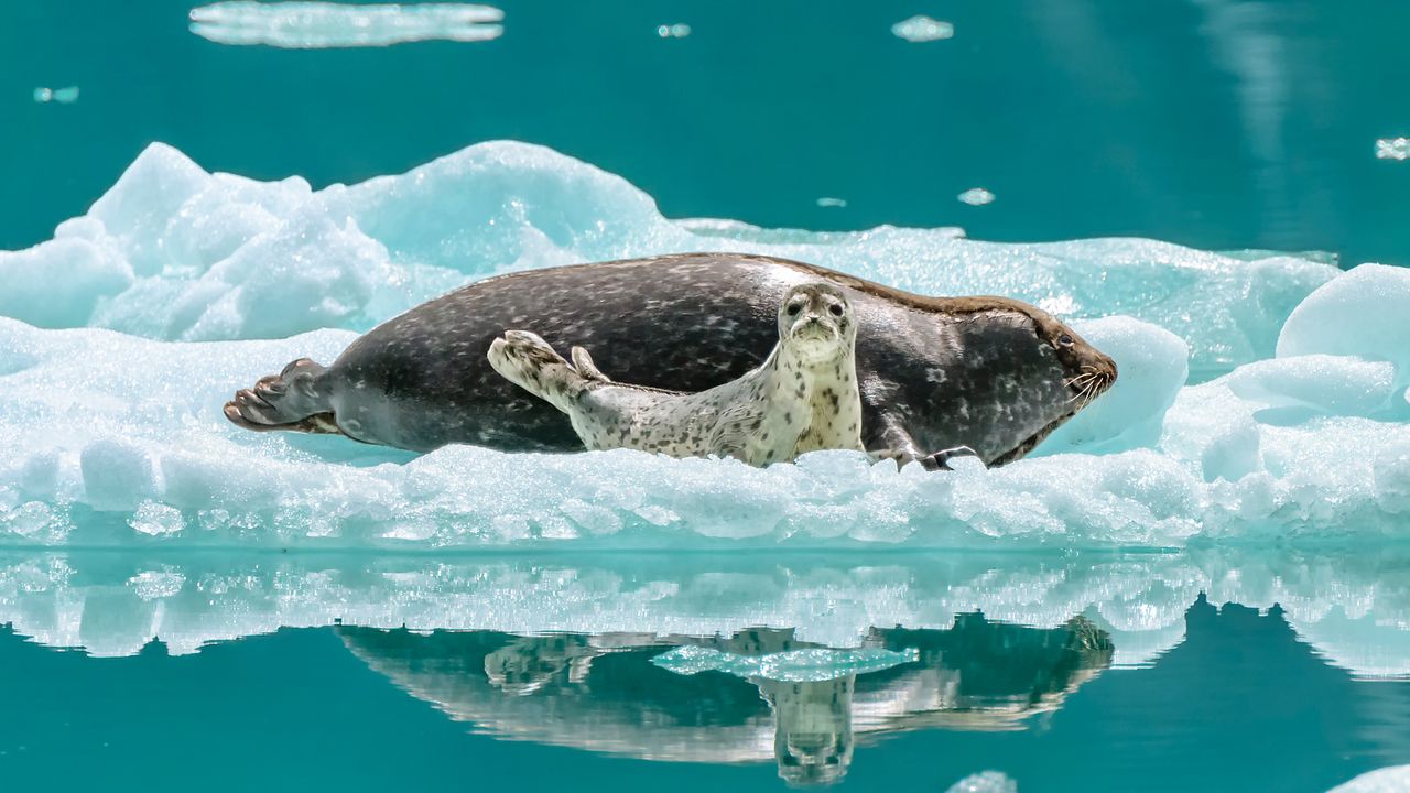 Harbor Seals