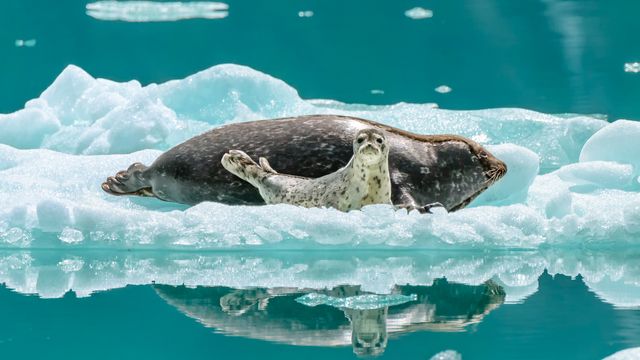 Harbor Seals