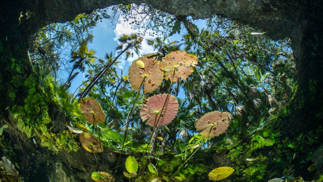 尼特哈天然井水面上的睡莲,图卢姆,墨西哥