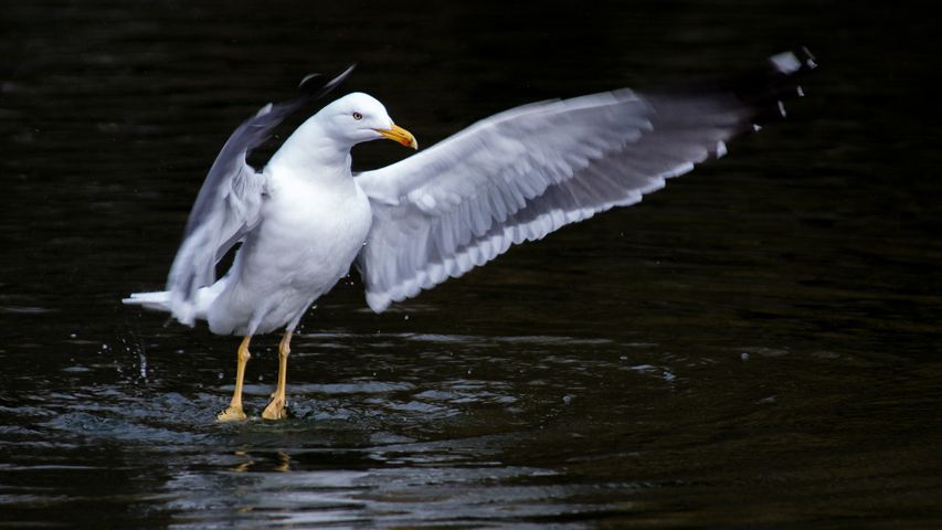 A gesticulating gull