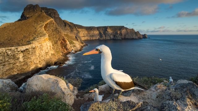 Nazcatölpel, Wolfsinsel, Galápagos-Inseln, Ecuador