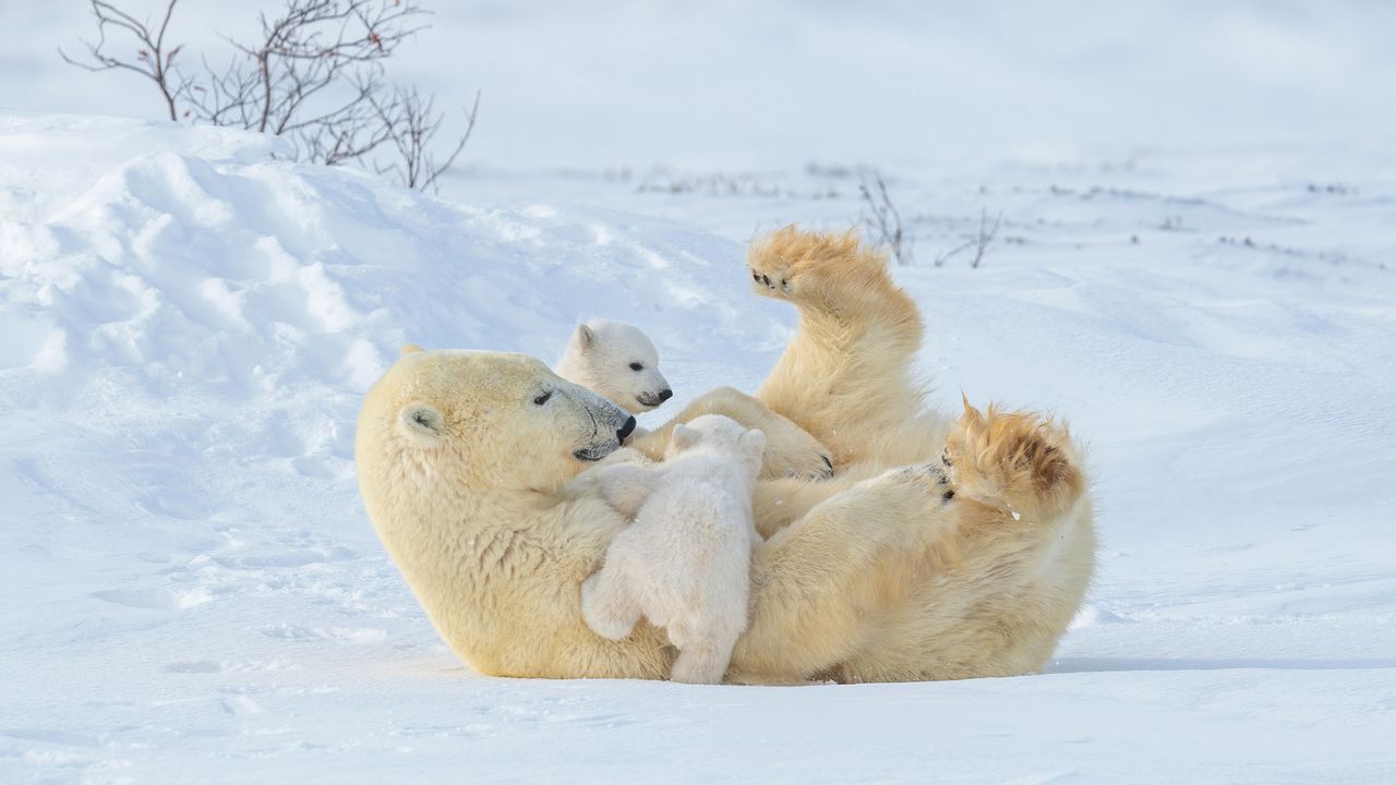 Polar bear mother and cubs playing in Wapusk National Park, Manitoba, Canada