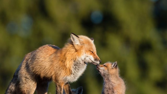 Red fox mother kissing her baby in Canada