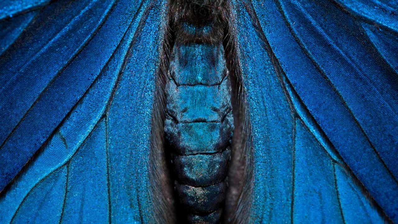 Detail of a painted beauty butterfly, Yasuni National Park, Amazon, Ecuador