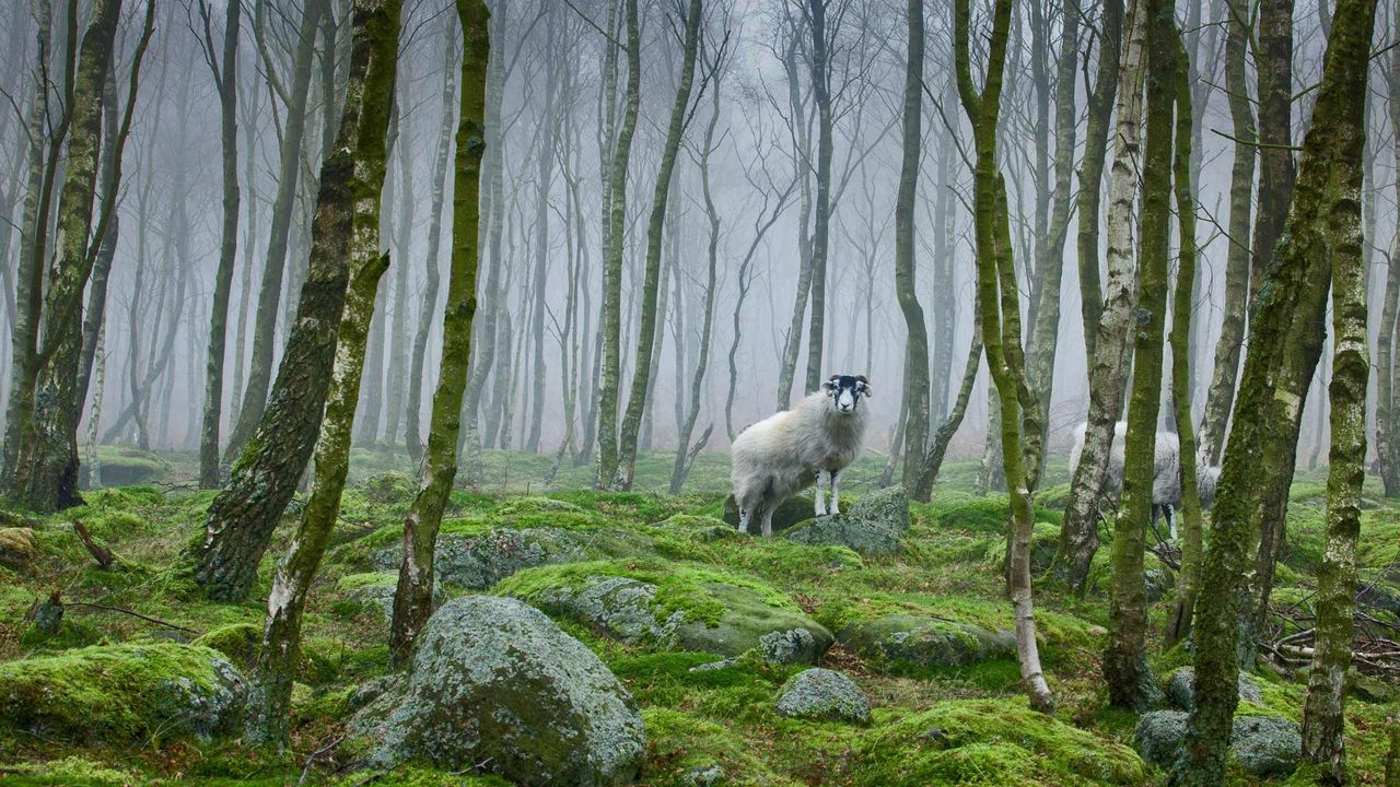 Sheep in the Peak District National Park of Derbyshire, England 