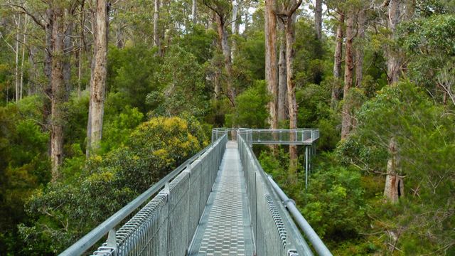 Valley of the Giants, Denmark, Western Australia