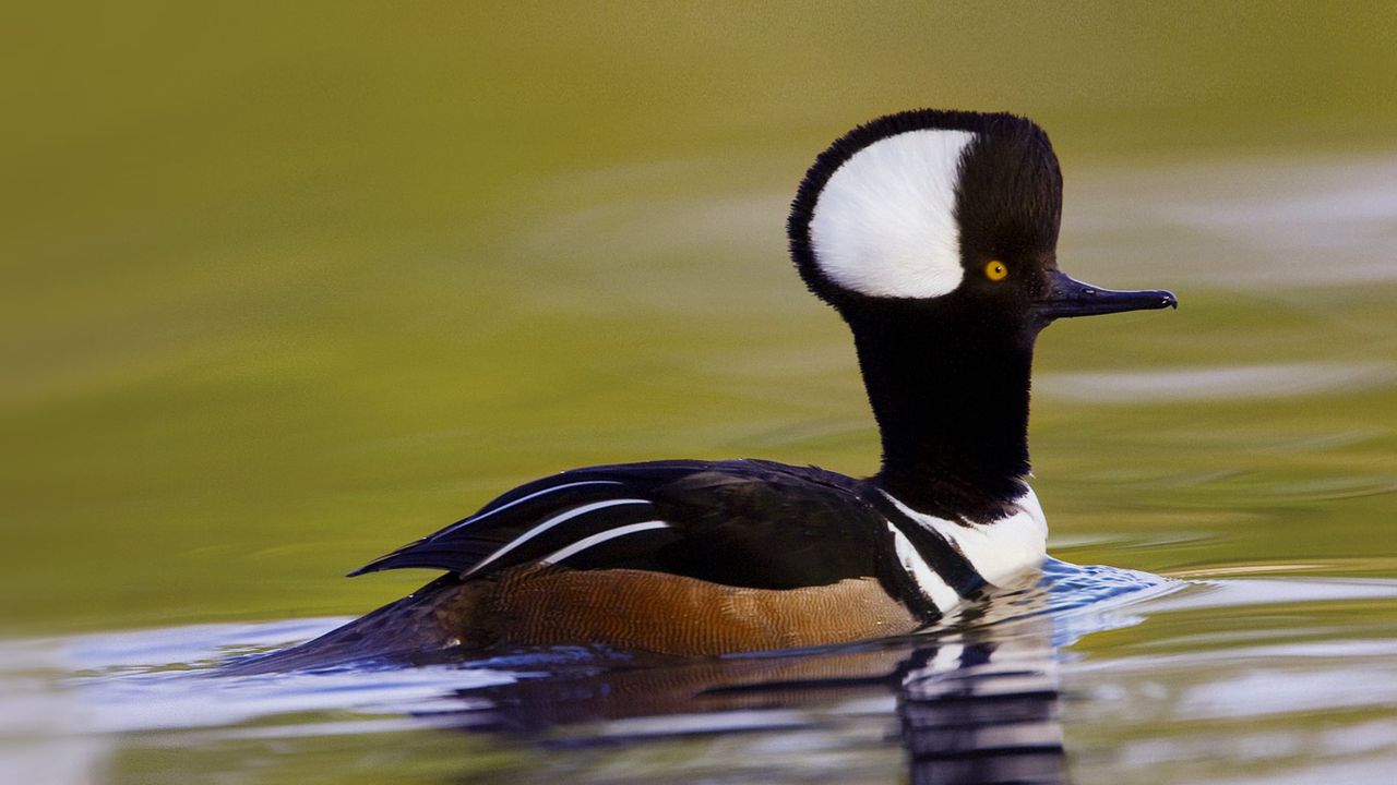 Male hooded merganser in Beaufort, South Carolina