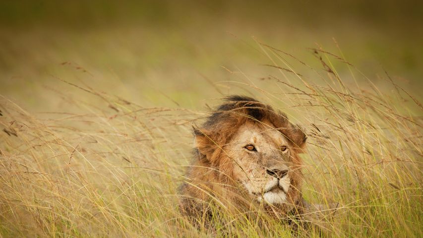 A lion in Maasai Mara, Kenya