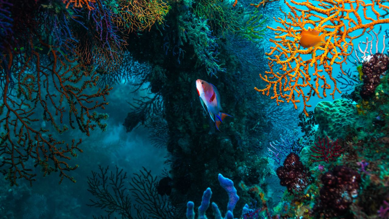 A cube for coral