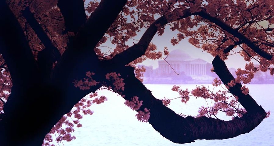 Cherry blossoms frame the Jefferson Memorial  in Washington DC, USA