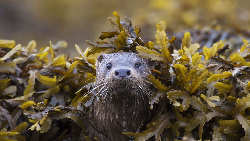 Otter (Lutra Lutra) in seaweed, Ardnamurchan.