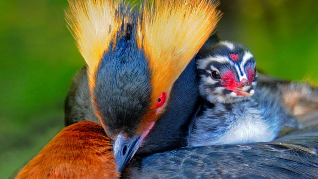 Horned grebe carrying its chick