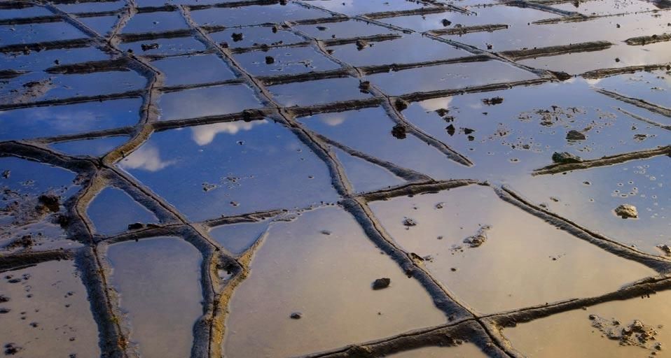 Tessellated Pavement at Eaglehawk Neck , Australia, Tasmania, Tasman Peninsula