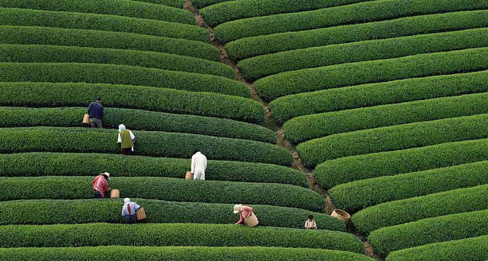 段々畑の茶摘み 静岡 Bing Gallery