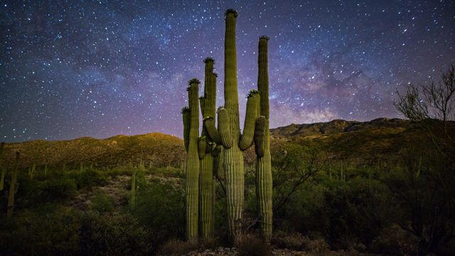 星空下的仙人掌家族,美国萨瓜罗国家公园