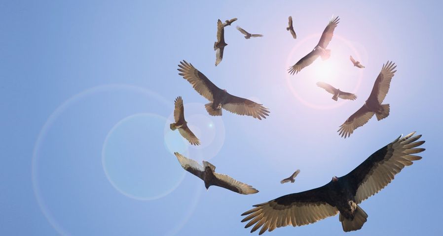 Vultures circle overhead