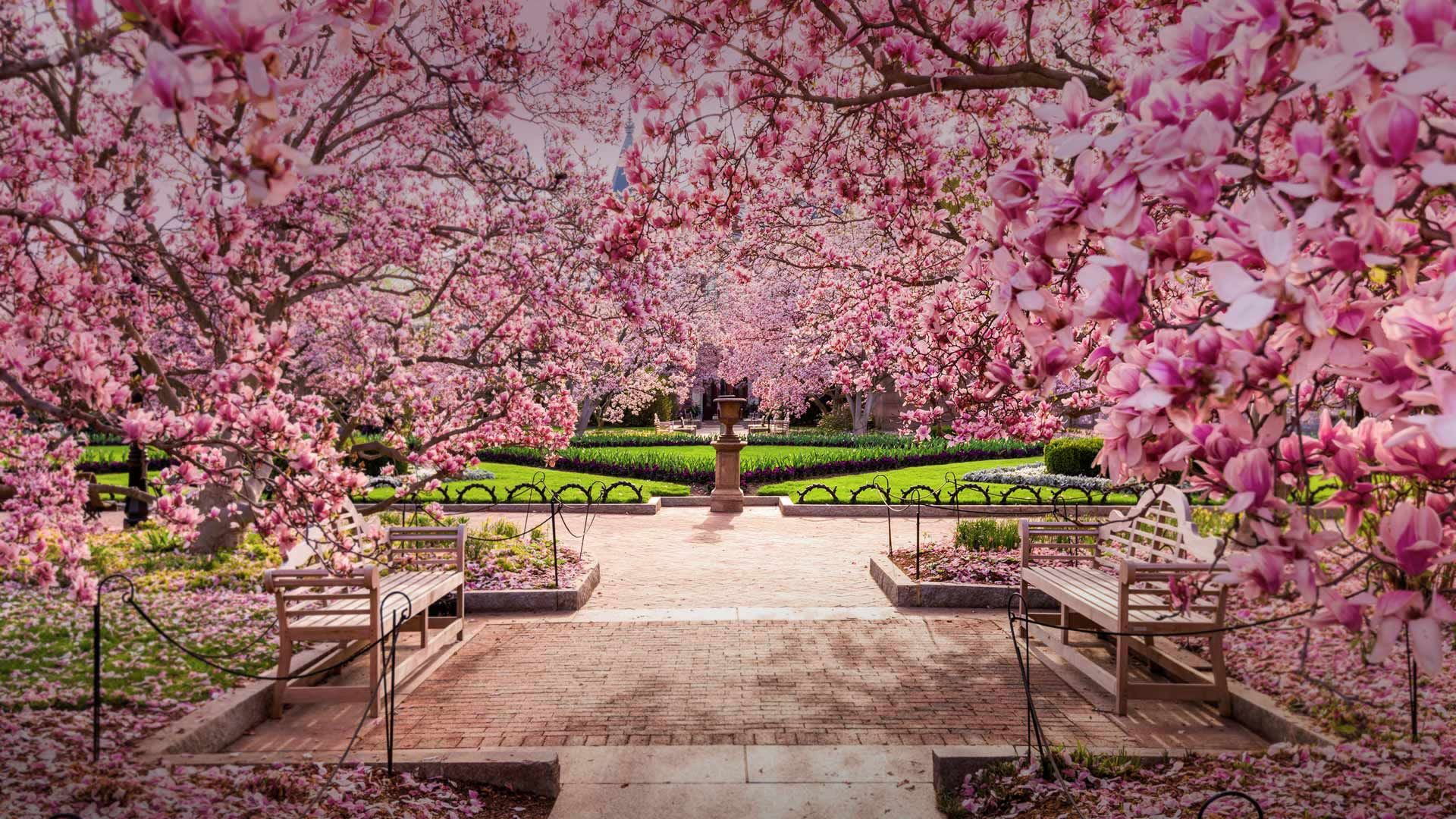 Cherry blossoms at the National Mall, Washington, DC - Bing Gallery