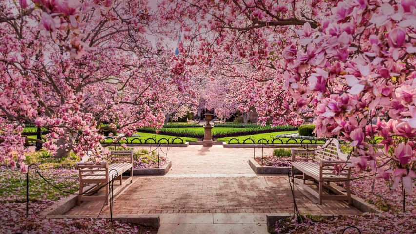Cerisiers en fleurs, National Mall, Washington, D.C, États-Unis 