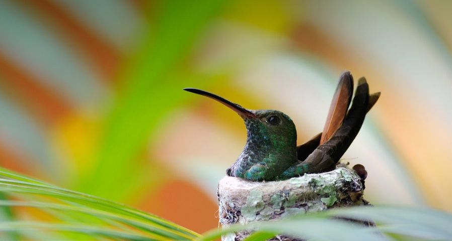 Rufous-tailed Hummingbird (Amazilia tzacatl) sitting in nest, Manuel Antonio National Park, Puntarenas, Costa Rica