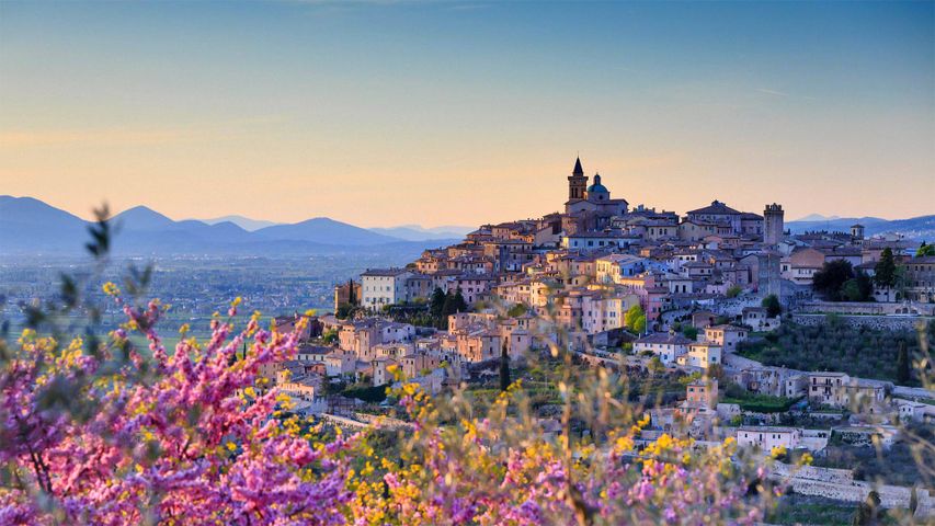 Amandiers en fleur surplombant Trevi, La Pérouse, Ombrie, Italie