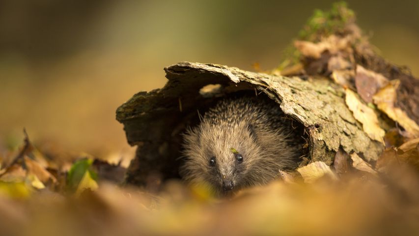 European hedgehog sheltering in tree bark, Sussex, England
