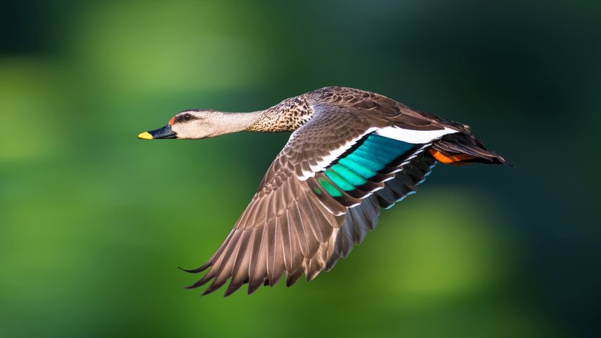 Happy flapping