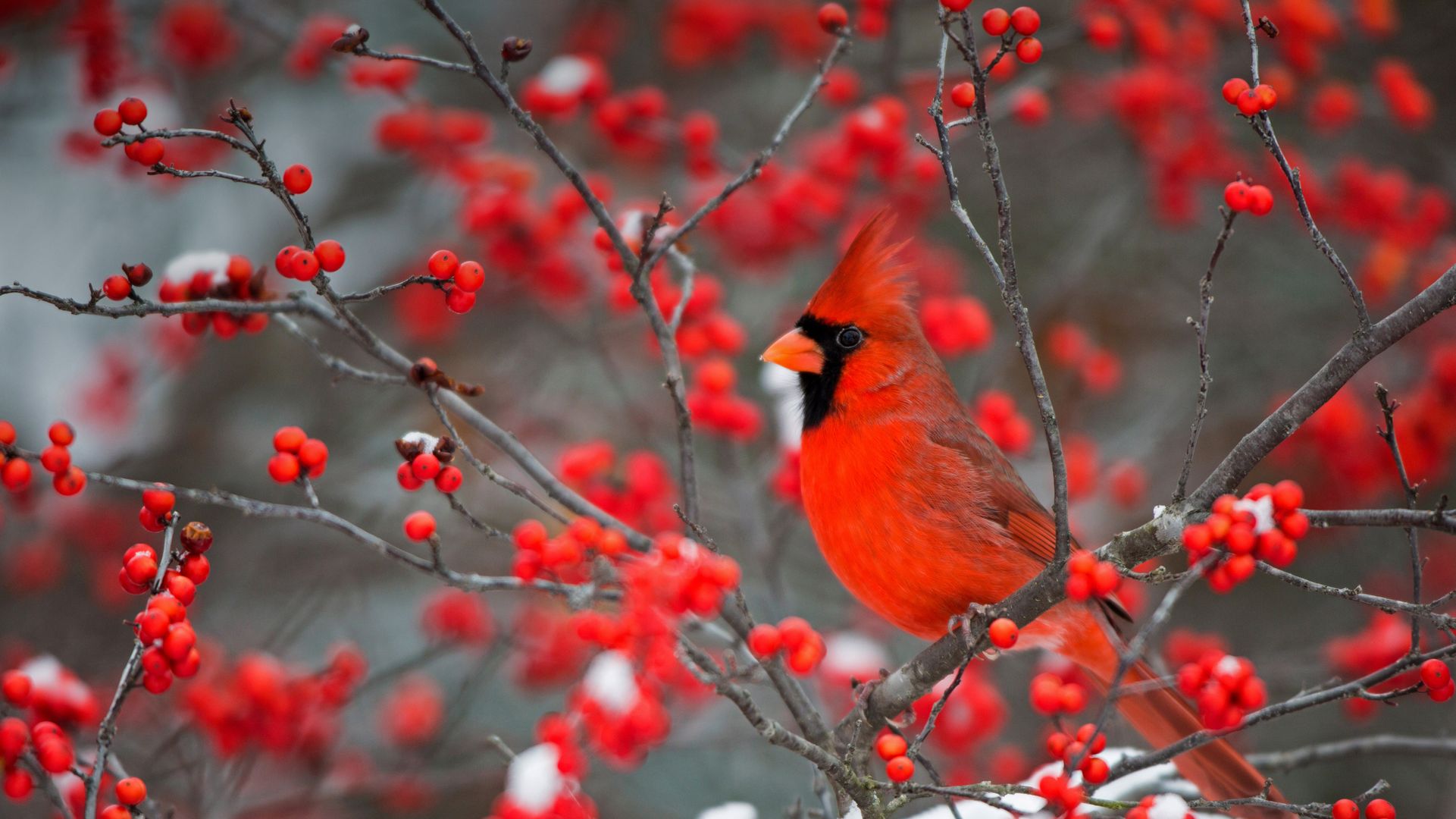 ショウジョウコウカンチョウ, 米国 イリノイ州 - Bing Gallery