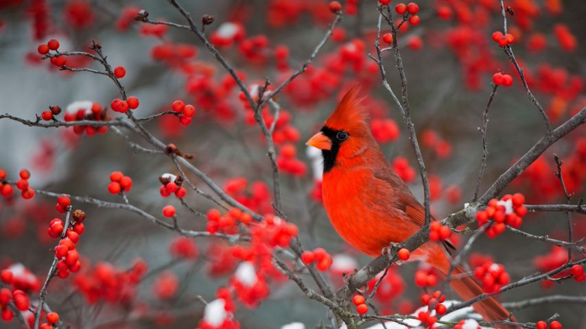 Un cardinale rosso appollaiato su un cespuglio di bacche invernali nella contea di Marion, Illinois, USA