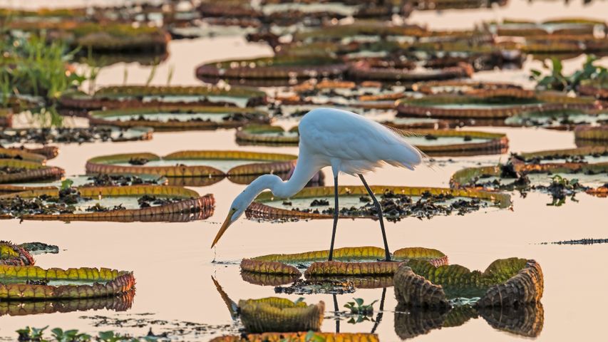 Garça-branca-grande (Ardea alba) em pé em uma lagoa de vitórias-régias, Pantanal