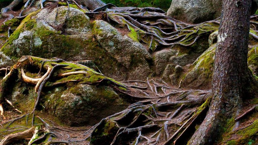 Exposed pine roots cascading down a slope, in Mont-Tremblant National Park, Quebec, Canada