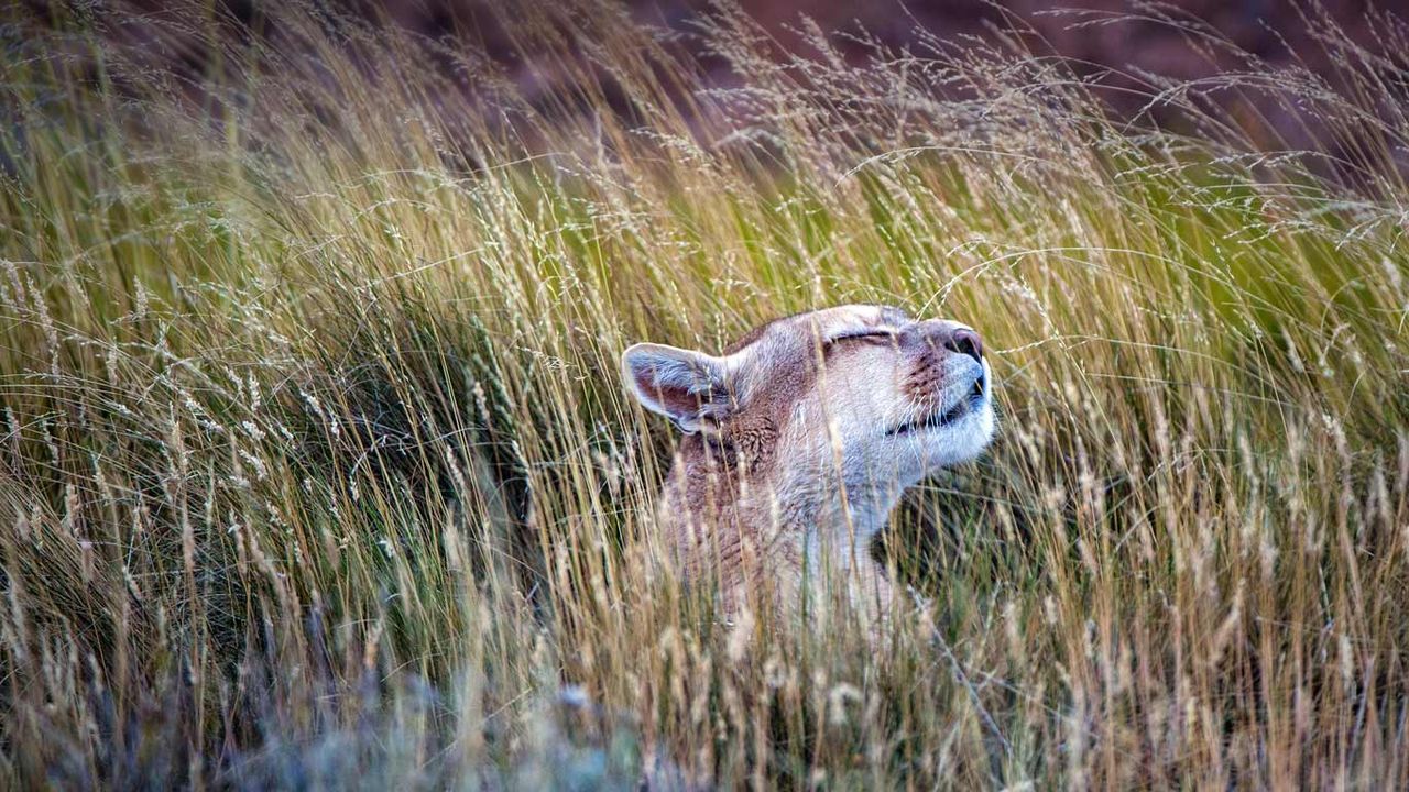 A puma in Torres del Paine National Park, Chile 
