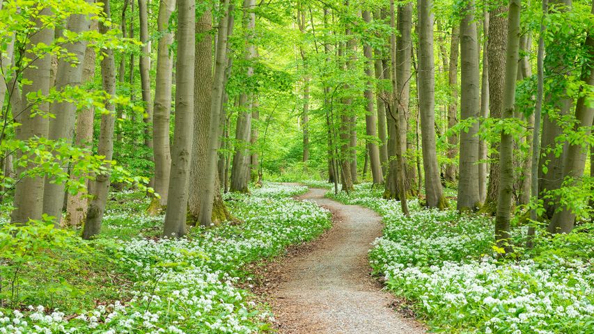 Blühender Bärlauch, Nationalpark Hainich