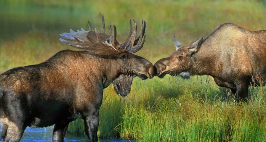 Pair of moose at Wonder Lake in Denali National Park, Alaska
