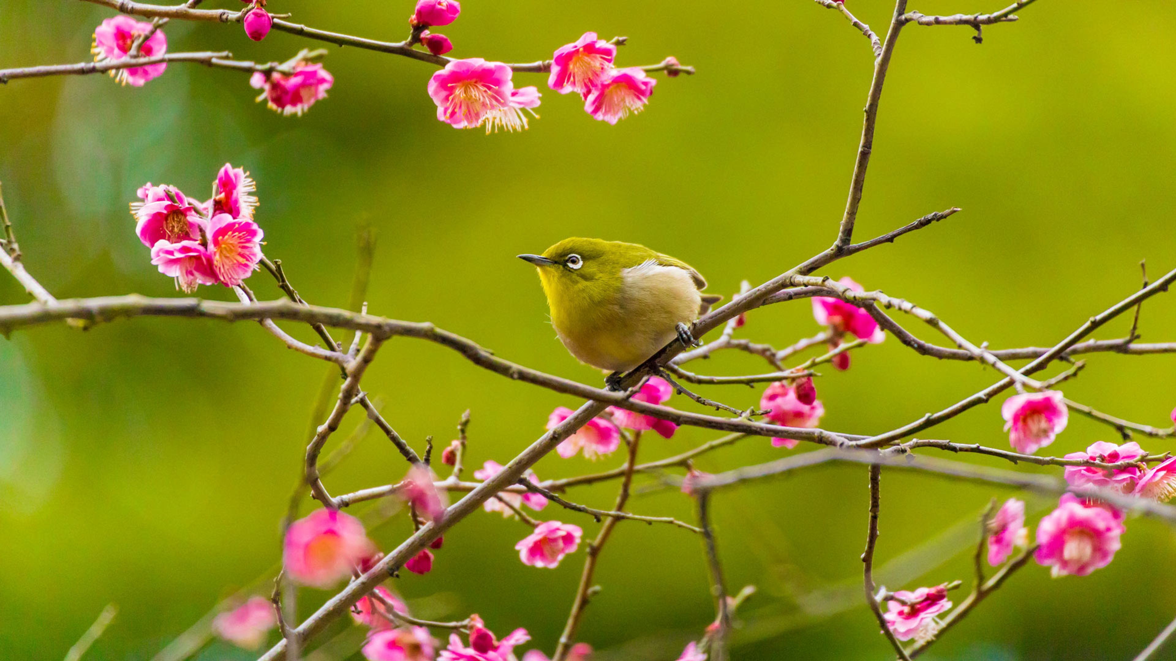 梅に鶯、花札のうぐいす