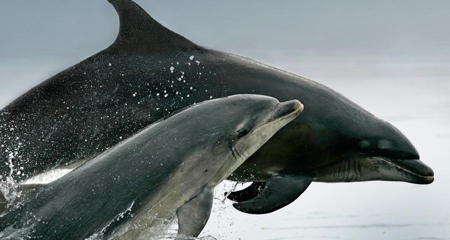 A pair of bottlenose dolphins (Tursiops truncatus) breaches in the Moray Firth, Scotland