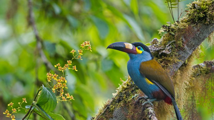 Plate-billed mountain toucan in Bellavista Cloud Forest Reserve, Ecuador