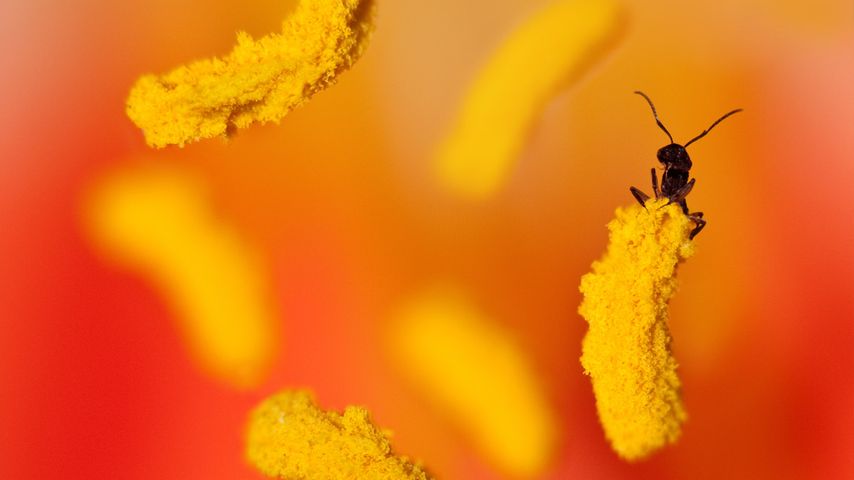 An ant on the anther of a yellow and orange flower in Australia