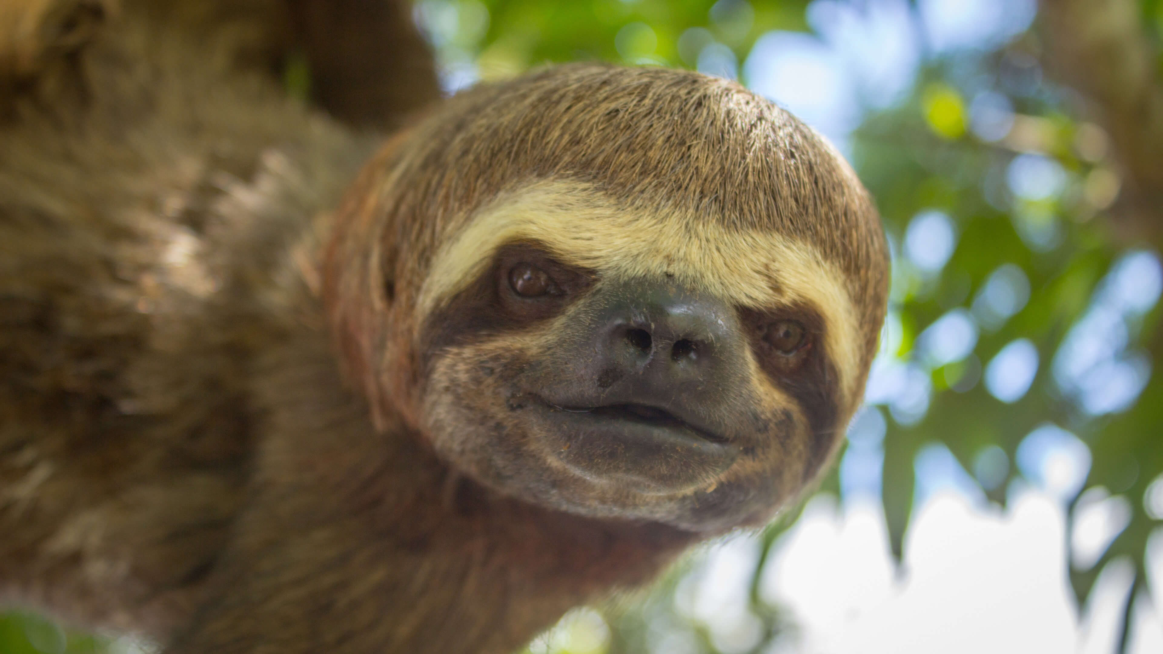 Sloths PREMIUM Windows 10 Theme | Free Wallpaper Themes